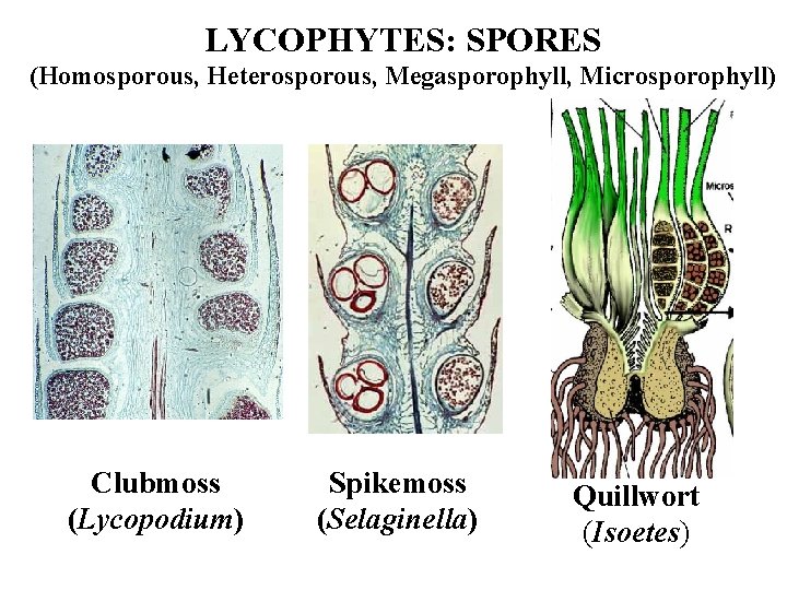 LYCOPHYTES: SPORES (Homosporous, Heterosporous, Megasporophyll, Microsporophyll) Clubmoss (Lycopodium) Spikemoss (Selaginella) Quillwort (Isoetes) 