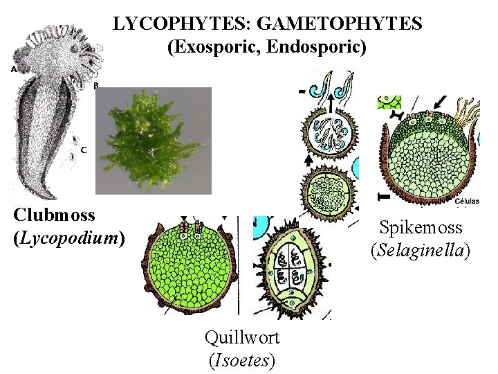 LYCOPHYTES: GAMETOPHYTES (Exosporic, Endosporic) Clubmoss (Lycopodium) Spikemoss (Selaginella) Quillwort (Isoetes) 