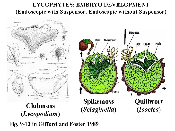 LYCOPHYTES: EMBRYO DEVELOPMENT (Endoscopic with Suspensor, Endoscopic without Suspensor) Clubmoss (Lycopodium) Spikemoss (Selaginella) Fig.