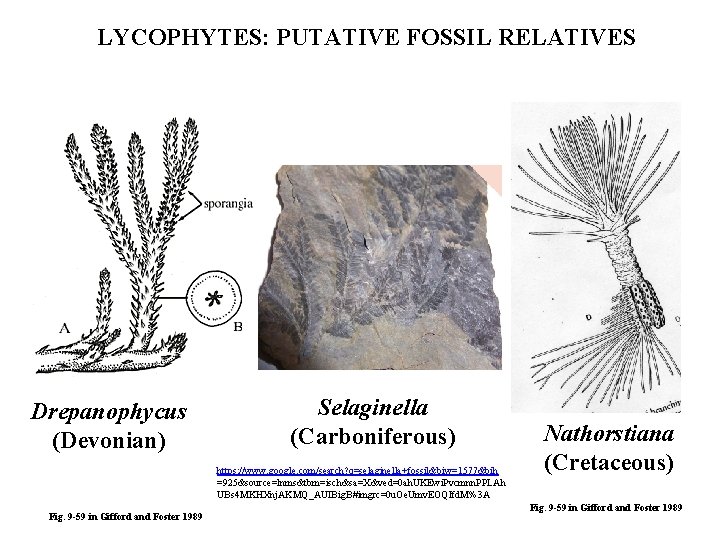 LYCOPHYTES: PUTATIVE FOSSIL RELATIVES Drepanophycus (Devonian) Selaginella (Carboniferous) https: //www. google. com/search? q=selaginella+fossil&biw=1577&bih =925&source=lnms&tbm=isch&sa=X&ved=0