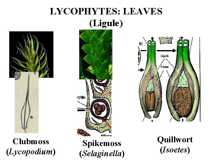 LYCOPHYTES: LEAVES (Ligule) Clubmoss (Lycopodium) Spikemoss (Selaginella) Quillwort (Isoetes) 