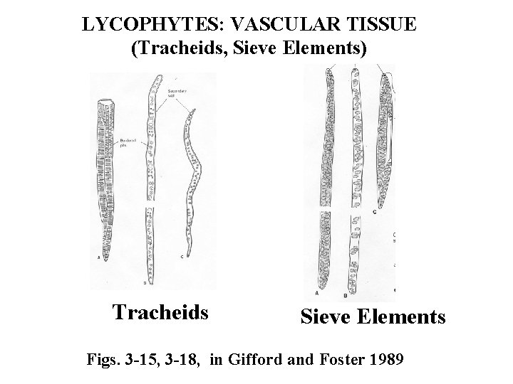 LYCOPHYTES: VASCULAR TISSUE (Tracheids, Sieve Elements) Tracheids Sieve Elements Figs. 3 -15, 3 -18,