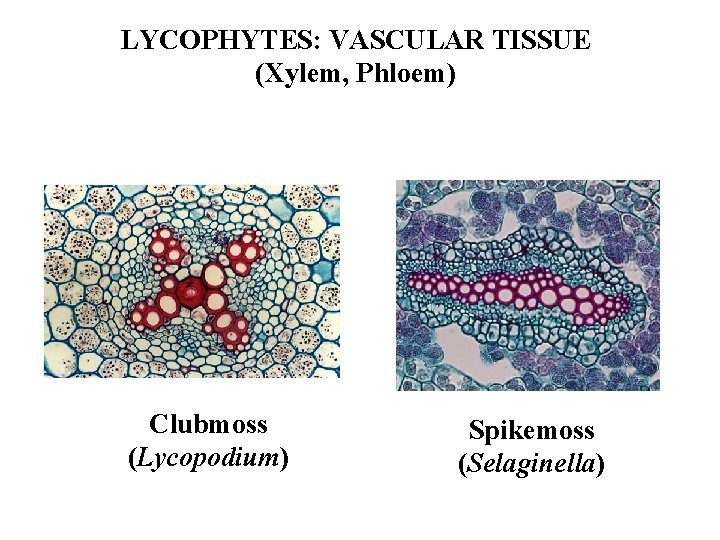 LYCOPHYTES: VASCULAR TISSUE (Xylem, Phloem) Clubmoss (Lycopodium) Spikemoss (Selaginella) 