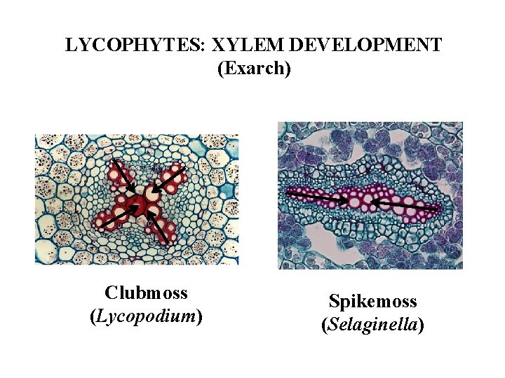 LYCOPHYTES: XYLEM DEVELOPMENT (Exarch) Clubmoss (Lycopodium) Spikemoss (Selaginella) 