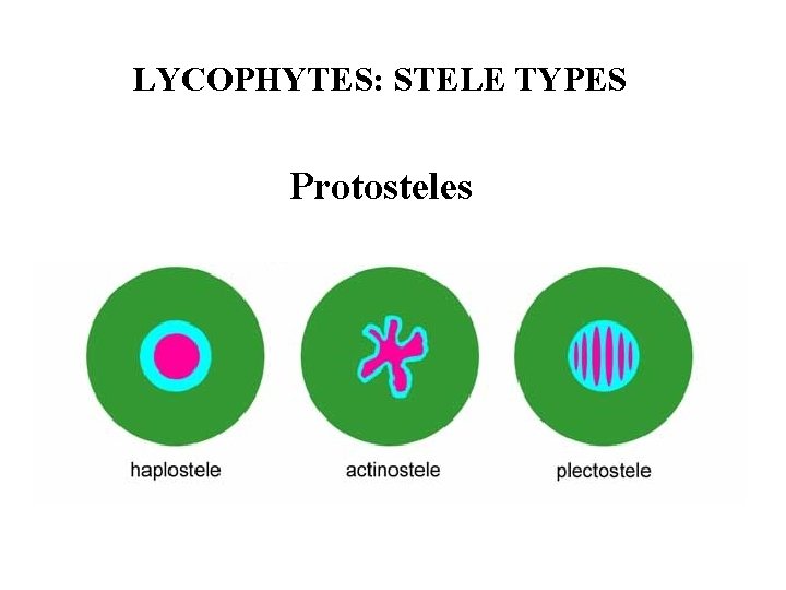 LYCOPHYTES: STELE TYPES Protosteles 