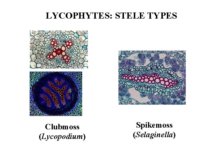 LYCOPHYTES: STELE TYPES Clubmoss (Lycopodium) Spikemoss (Selaginella) 