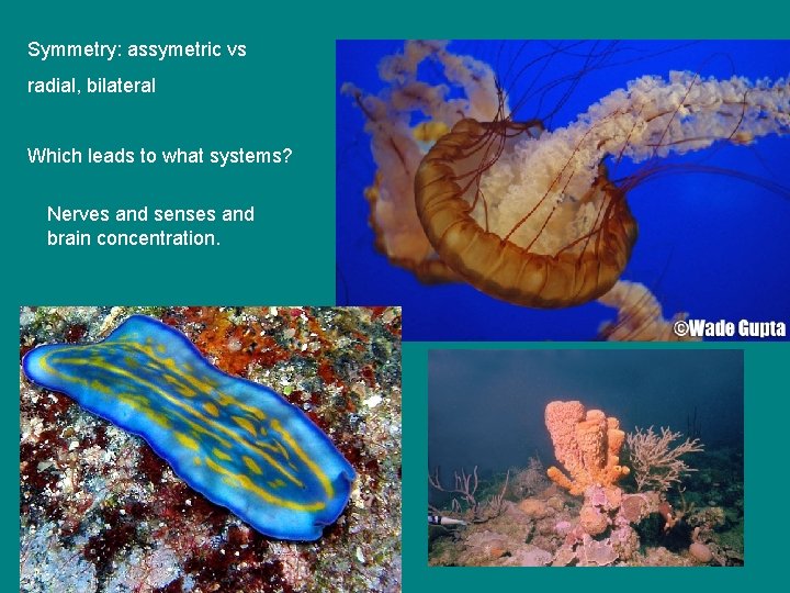 Symmetry: assymetric vs radial, bilateral Which leads to what systems? Nerves and senses and