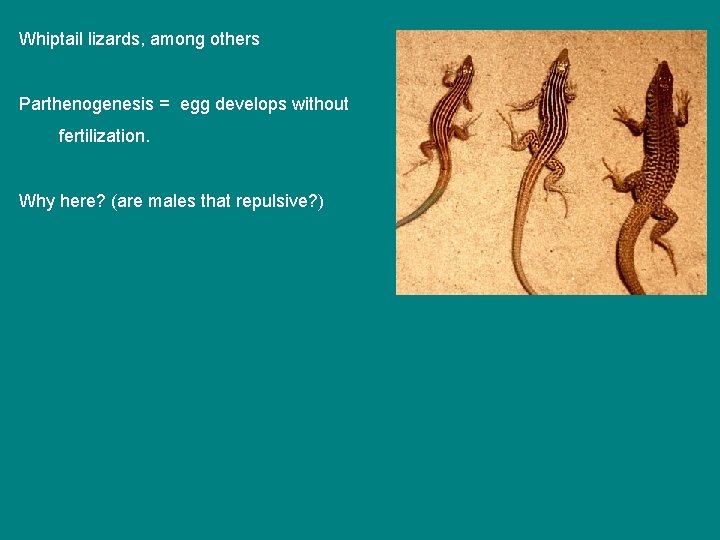 Whiptail lizards, among others Parthenogenesis = egg develops without fertilization. Why here? (are males