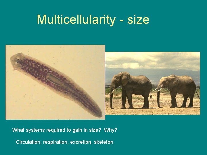 Multicellularity - size What systems required to gain in size? Why? Circulation, respiration, excretion,