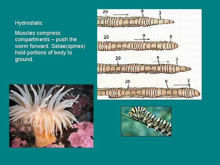 Hydrostatic Muscles compress compartments – push the worm forward. Setae(spines) hold portions of body