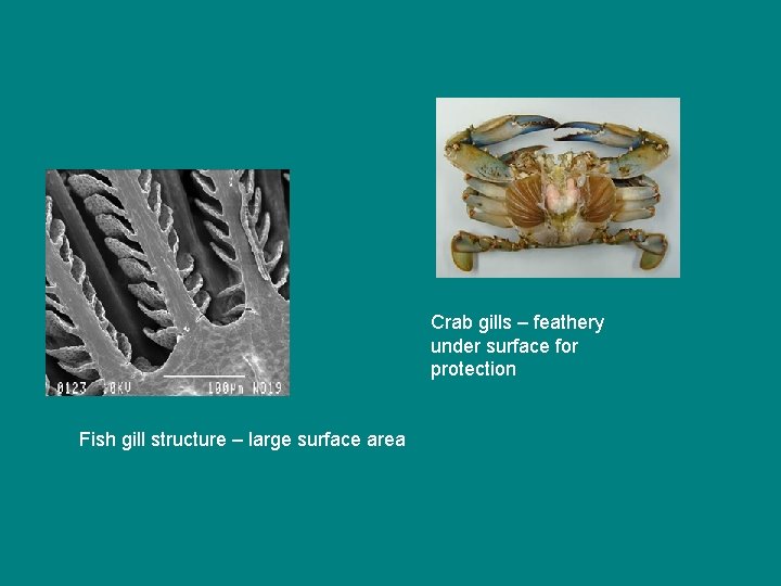 Crab gills – feathery under surface for protection Fish gill structure – large surface