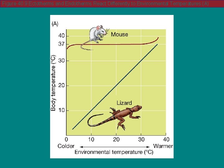 Figure 40. 9 Ectotherms and Endotherms React Differently to Environmental Temperatures (A) 