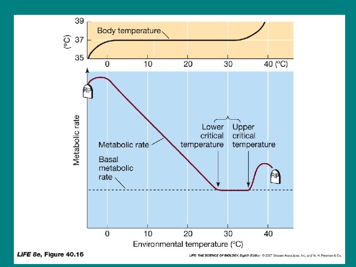 Mammals as maxitherms. 