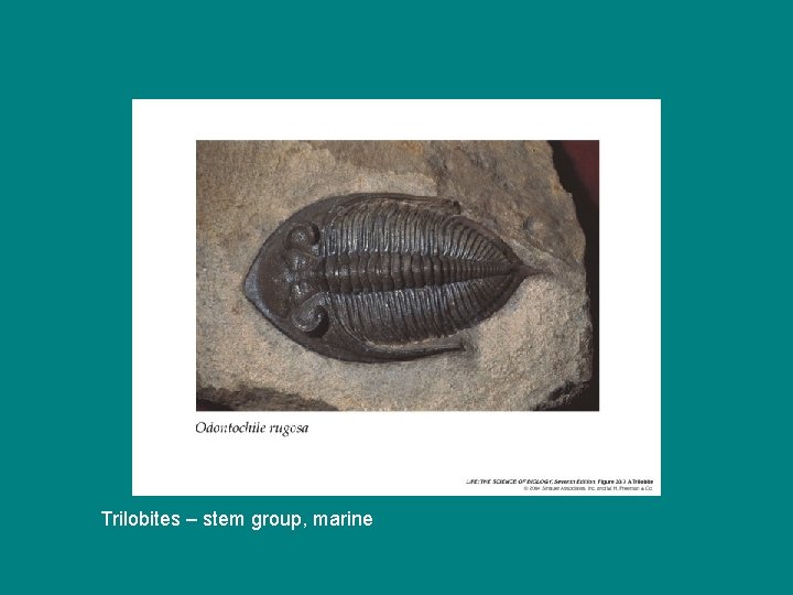 Trilobites – stem group, marine 