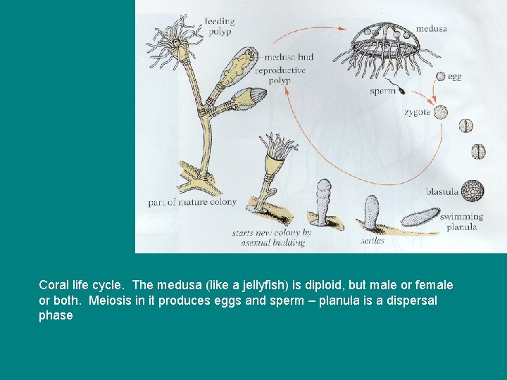 Coral life cycle. The medusa (like a jellyfish) is diploid, but male or female