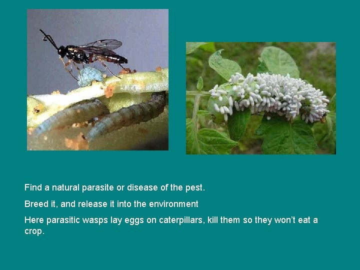 Find a natural parasite or disease of the pest. Breed it, and release it