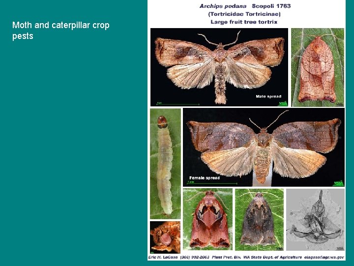 Moth and caterpillar crop pests 