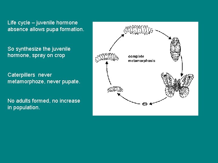 Life cycle – juvenile hormone absence allows pupa formation. So synthesize the juvenile hormone,