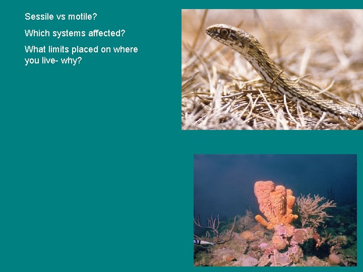 Sessile vs motile? Which systems affected? What limits placed on where you live- why?