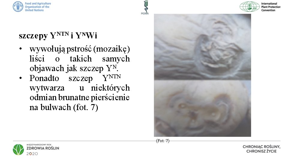 szczepy YNTN i YᴺWi • wywołują pstrość (mozaikę) liści o takich samych objawach jak