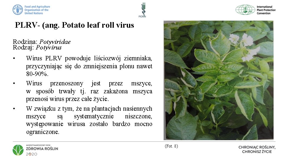 PLRV- (ang. Potato leaf roll virus Rodzina: Potyviridae Rodzaj: Potyvirus • • • Wirus