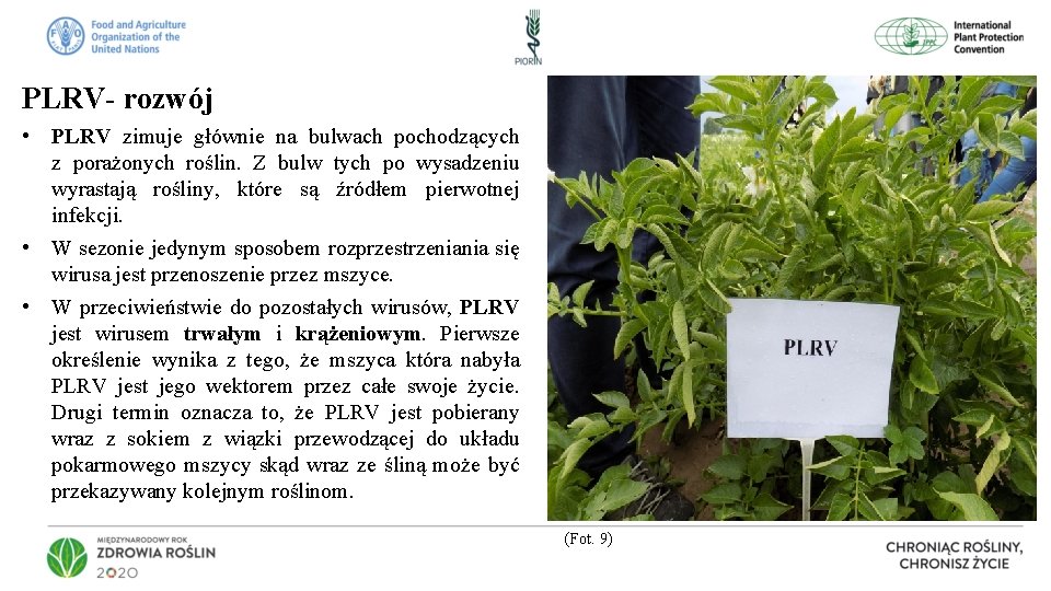 PLRV- rozwój • PLRV zimuje głównie na bulwach pochodzących z porażonych roślin. Z bulw