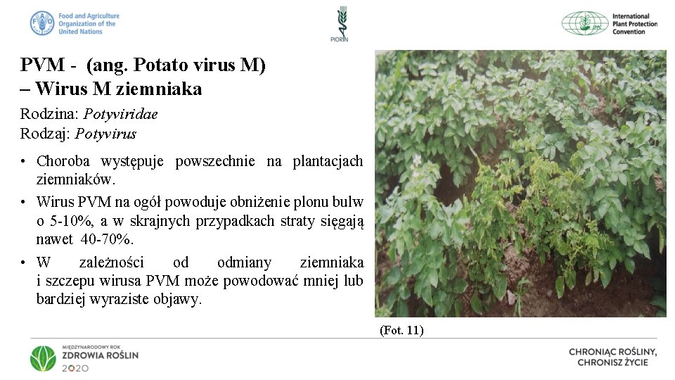 PVM - (ang. Potato virus M) – Wirus M ziemniaka Rodzina: Potyviridae Rodzaj: Potyvirus