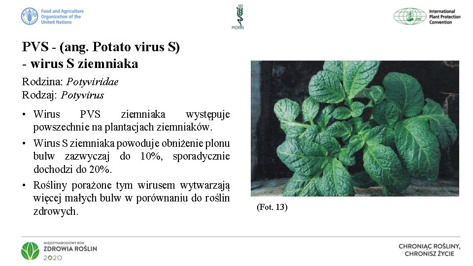 PVS - (ang. Potato virus S) - wirus S ziemniaka Rodzina: Potyviridae Rodzaj: Potyvirus
