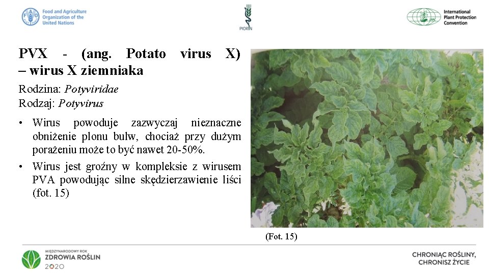 PVX - (ang. Potato – wirus X ziemniaka virus X) Rodzina: Potyviridae Rodzaj: Potyvirus