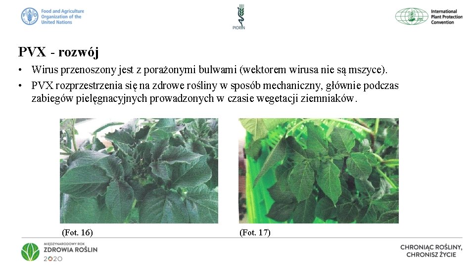 PVX - rozwój • Wirus przenoszony jest z porażonymi bulwami (wektorem wirusa nie są