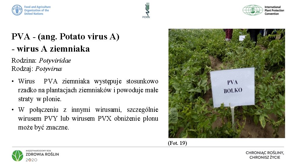 PVA - (ang. Potato virus A) - wirus A ziemniaka Rodzina: Potyviridae Rodzaj: Potyvirus