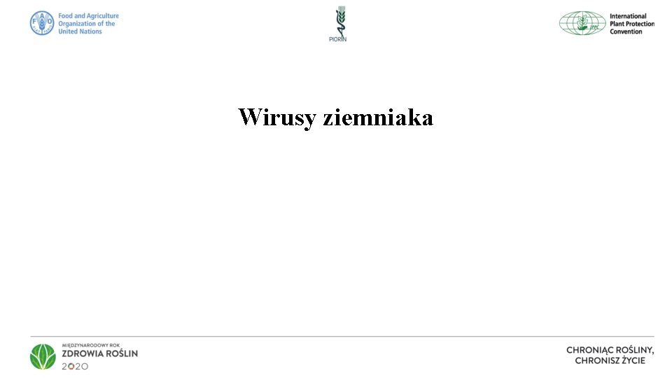 Wirusy ziemniaka 