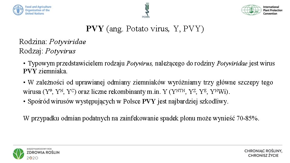 PVY (ang. Potato virus, Y, PVY) Rodzina: Potyviridae Rodzaj: Potyvirus • Typowym przedstawicielem rodzaju
