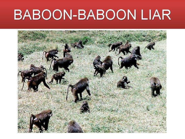 BABOON-BABOON LIAR 
