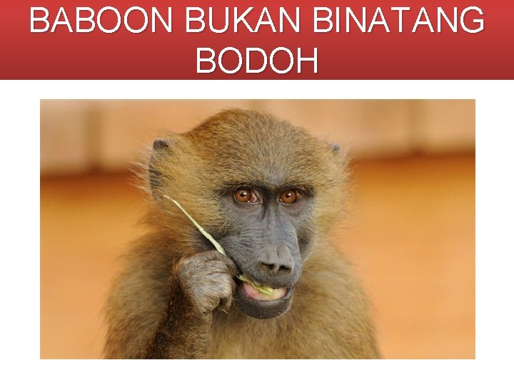 BABOON BUKAN BINATANG BODOH 