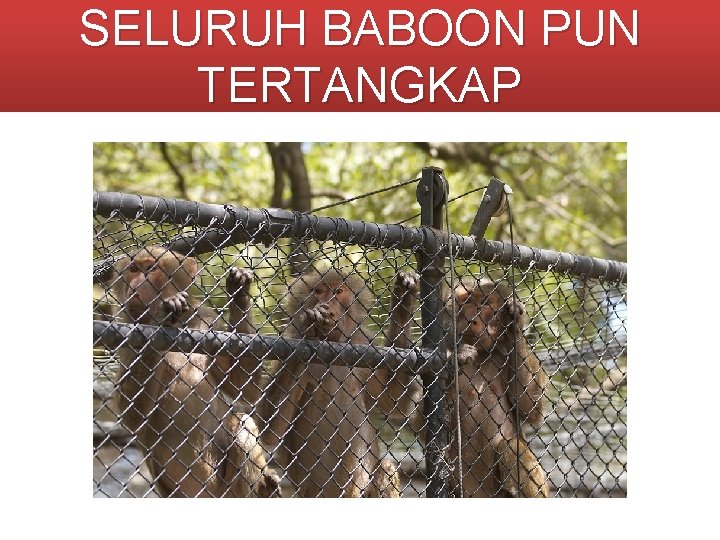 SELURUH BABOON PUN TERTANGKAP 