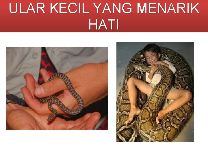 ULAR KECIL YANG MENARIK HATI 