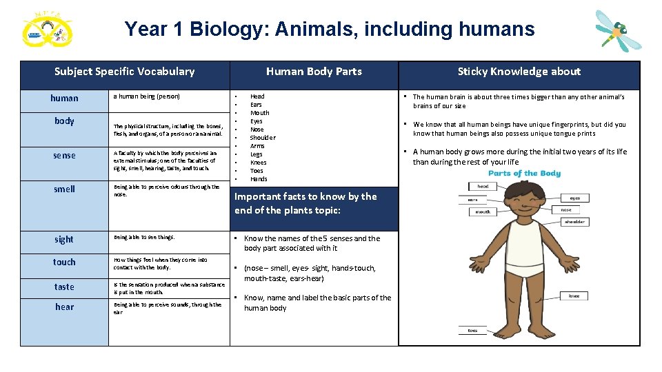 Year 1 Biology: Animals, including humans Subject Specific Vocabulary human body a human being