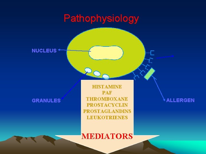 Pathophysiology NUCLEUS GRANULES HISTAMINE PAF THROMBOXANE PROSTACYCLIN PROSTAGLANDINS LEUKOTRIENES MEDIATORS ALLERGEN 