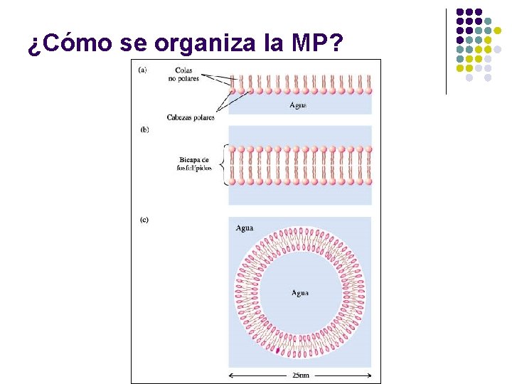 ¿Cómo se organiza la MP? 