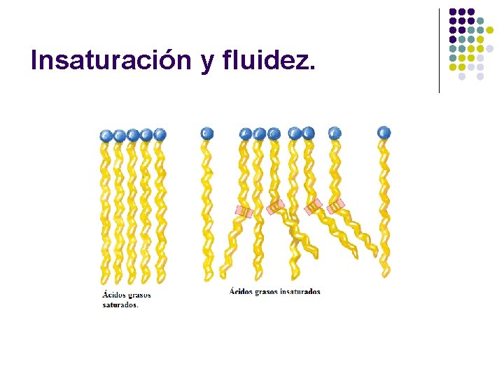 Insaturación y fluidez. 