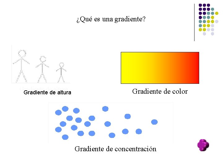 ¿Qué es una gradiente? Gradiente de altura Gradiente de color Gradiente de concentración 