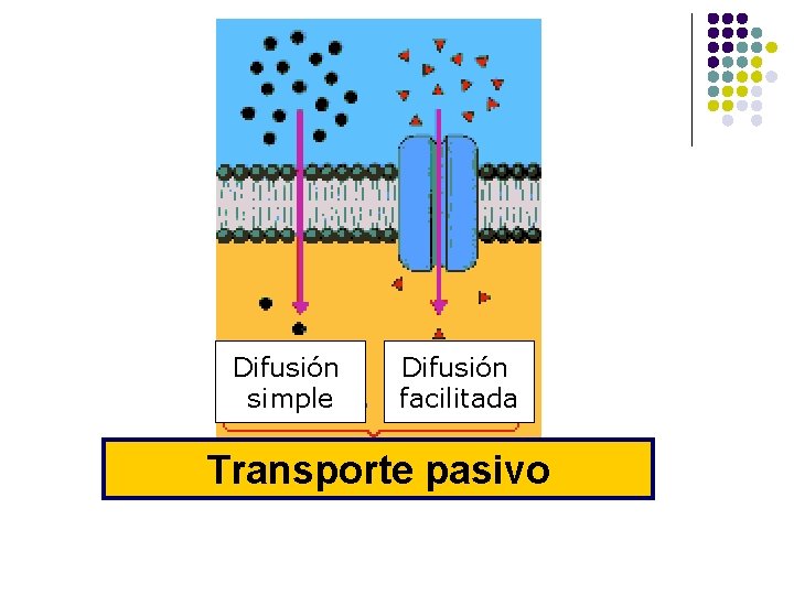 Difusión simple facilitada Transporte pasivo 