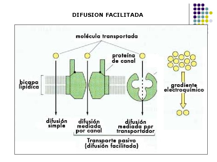 DIFUSION FACILITADA 