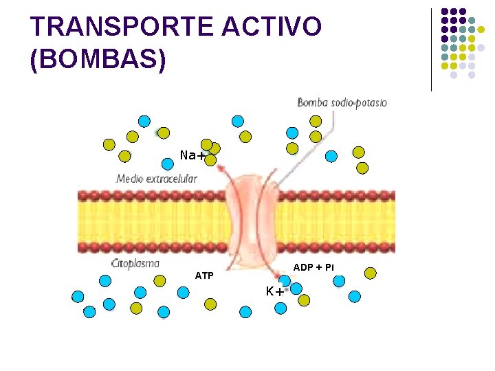 TRANSPORTE ACTIVO (BOMBAS) Na+ ADP + Pi ATP K+ 