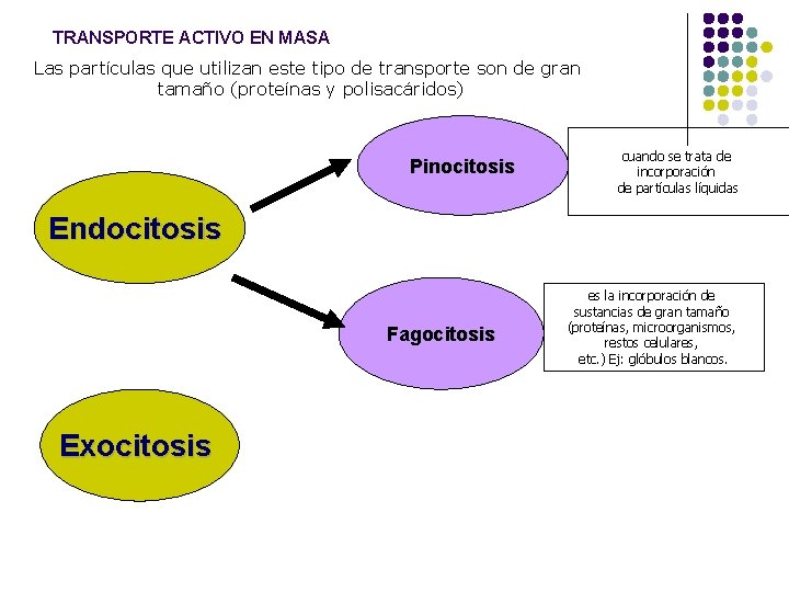 TRANSPORTE ACTIVO EN MASA Las partículas que utilizan este tipo de transporte son de