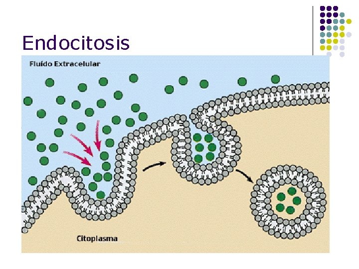 Endocitosis 