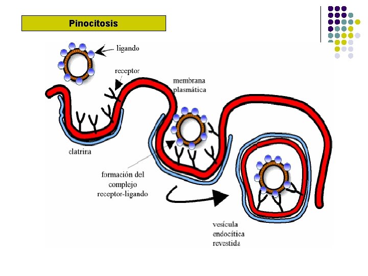 Pinocitosis 