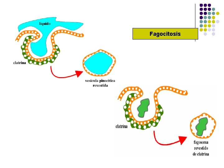 Fagocitosis 