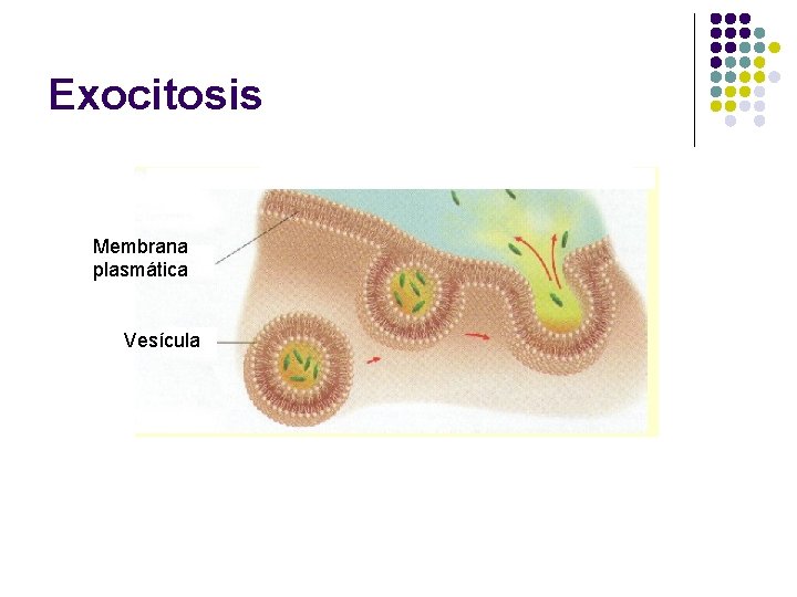Exocitosis Membrana plasmática Vesícula 